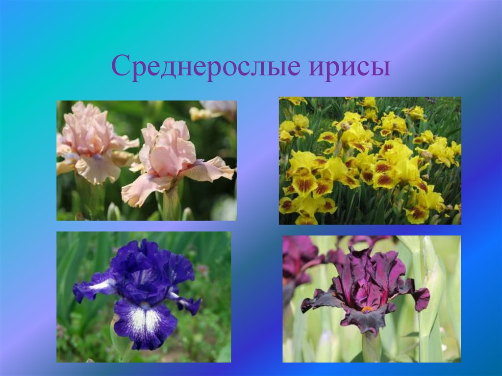 Среднерослые ирисы