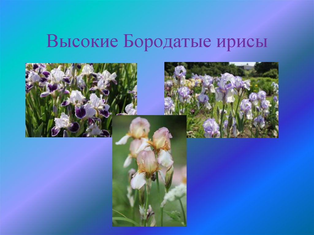 Высокие Бородатые ирисы