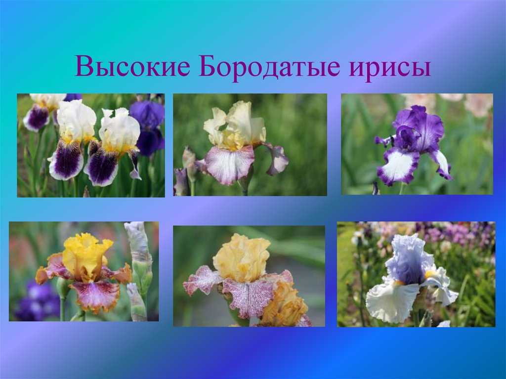 Высокие Бородатые ирисы