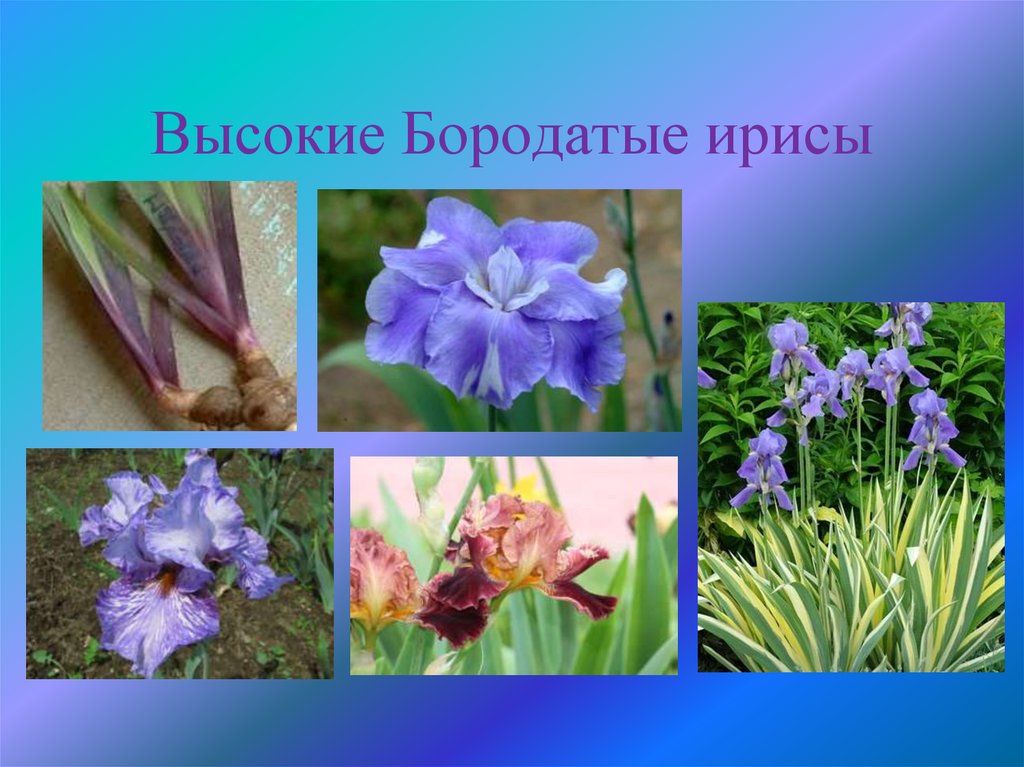 Высокие Бородатые ирисы