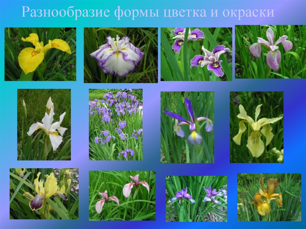 Разнообразие формы цветка и окраски