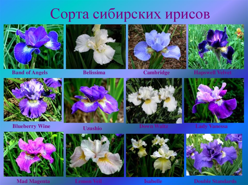 Сорта сибирских ирисов