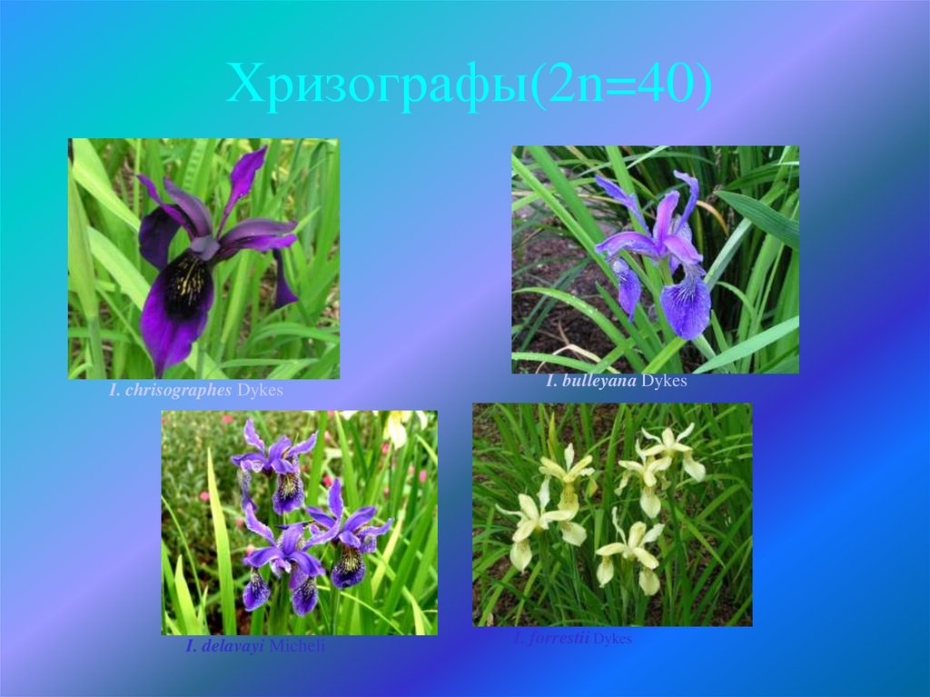 Хризографы(2n=40)