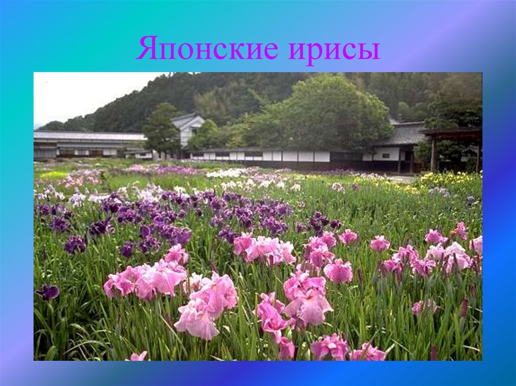 Японские ирисы