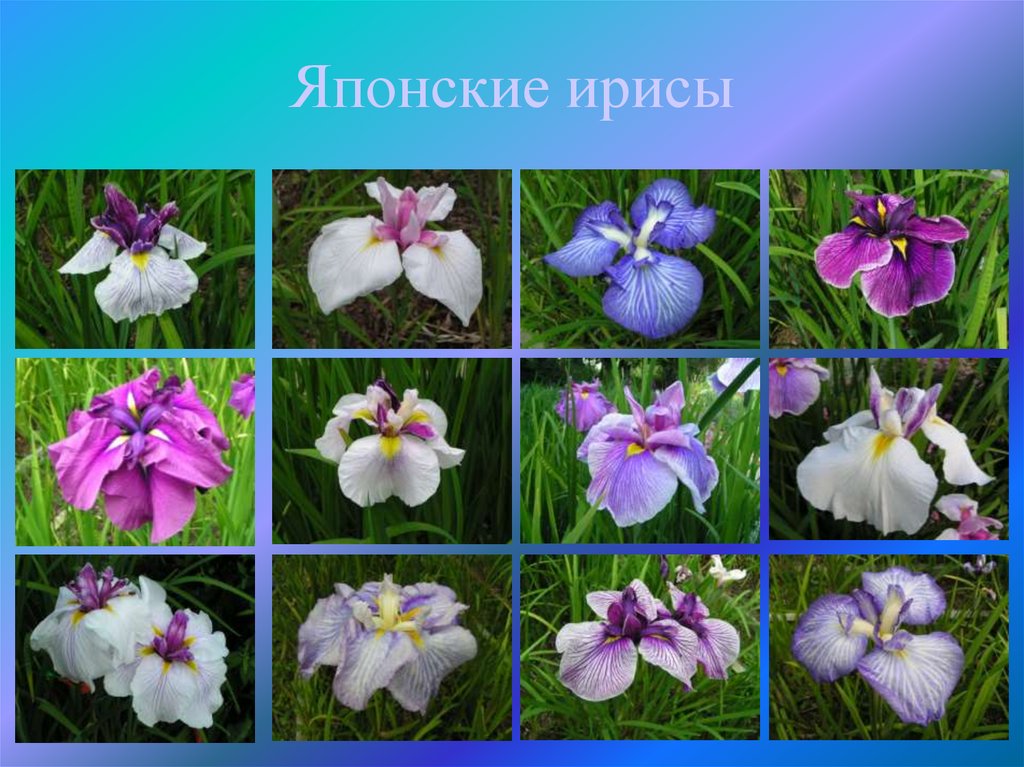 Японские ирисы