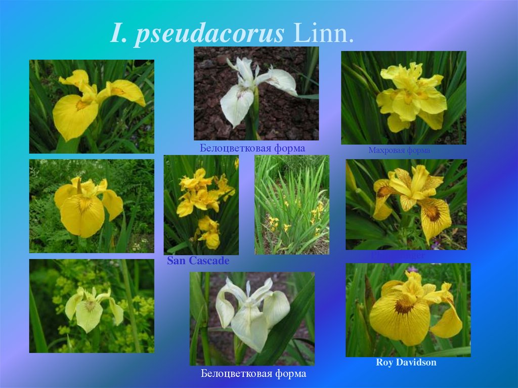 I. pseudacorus Linn.