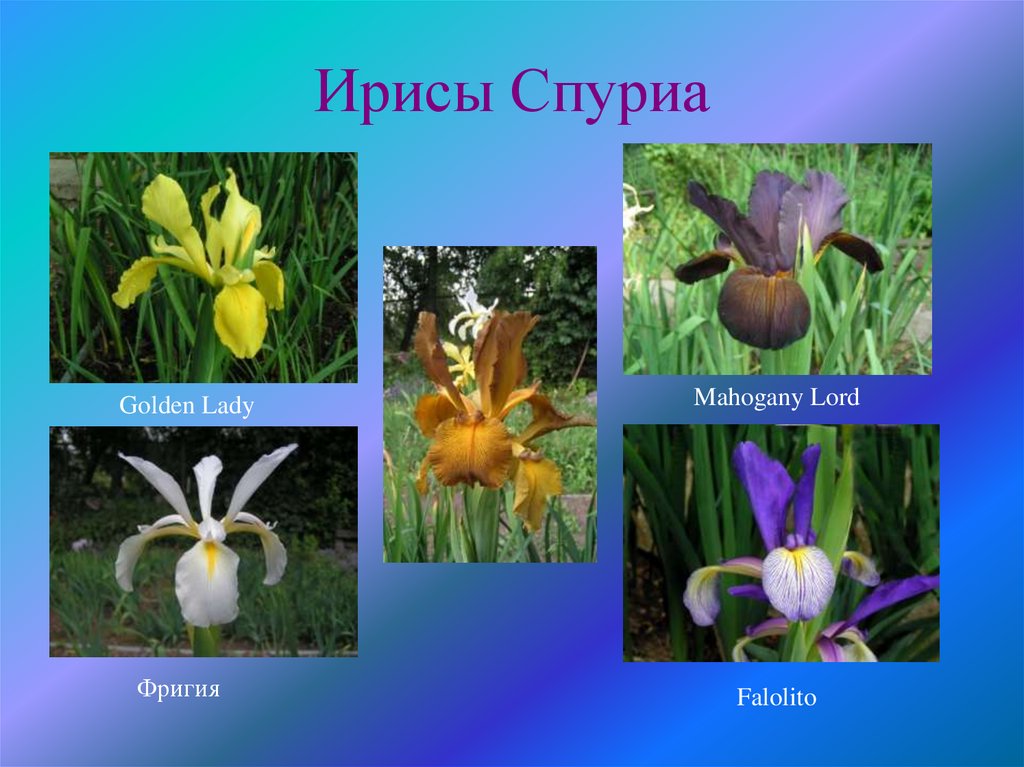 Ирисы Спуриа