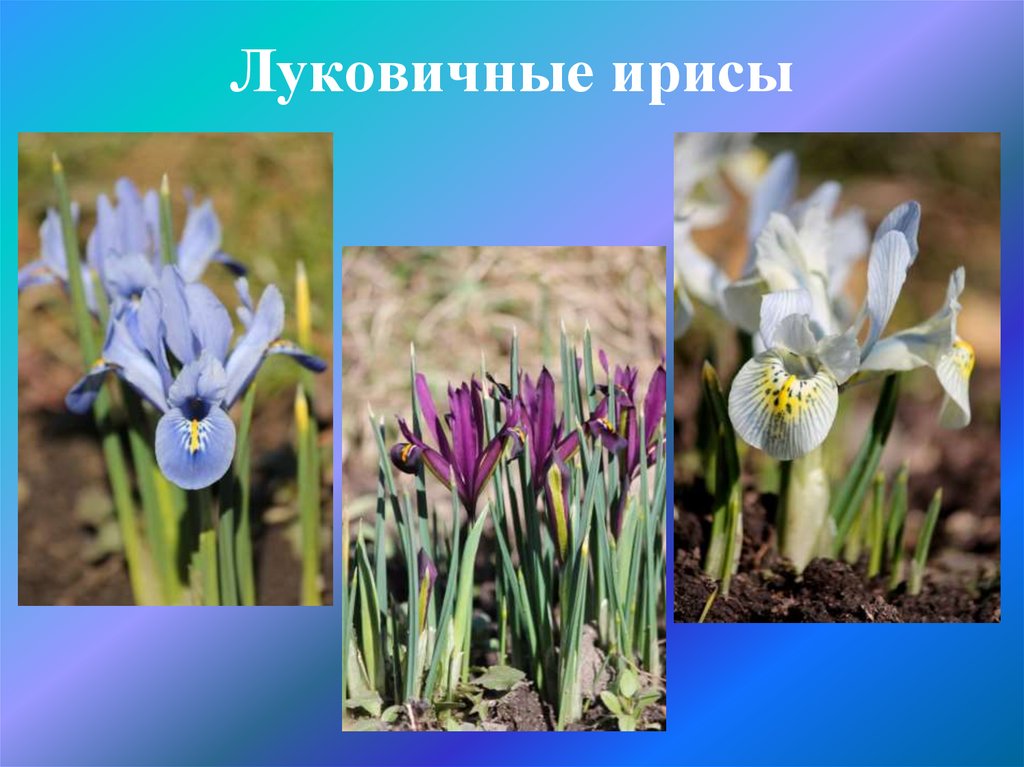 Луковичные ирисы