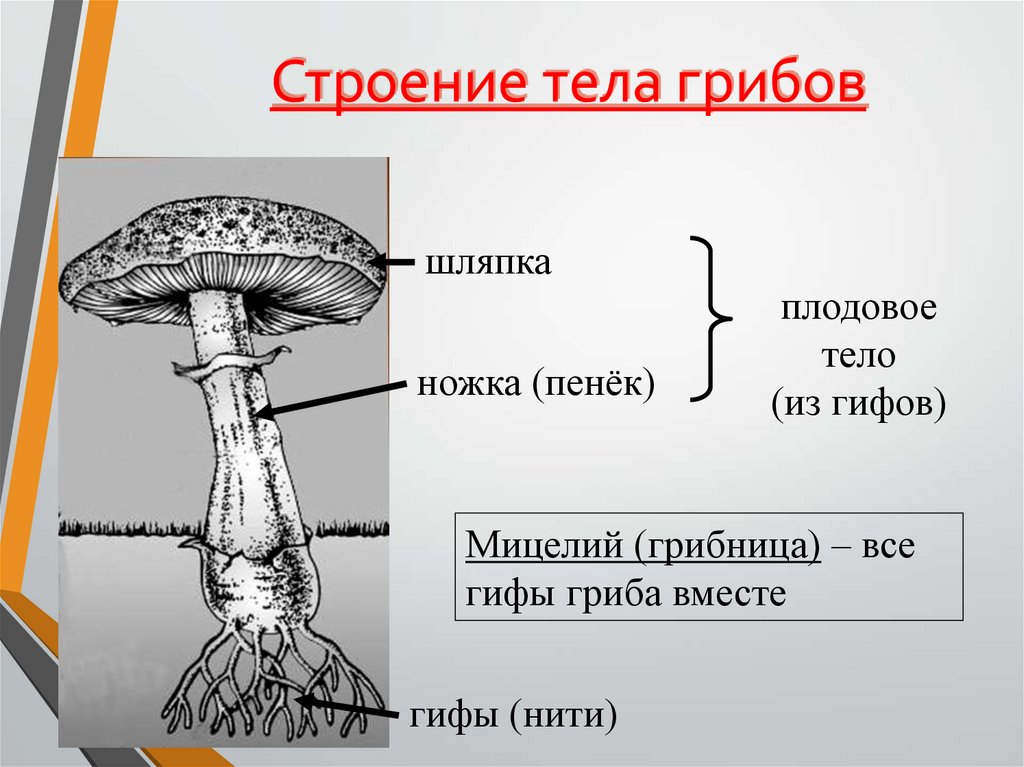 У некоторых грибов нити грибницы представляют собой. Мицелий шляпочного гриба. Строение плодового тела гриба. Гриб (плодовое тело). Что такое грибница и плодовое тело гриба.