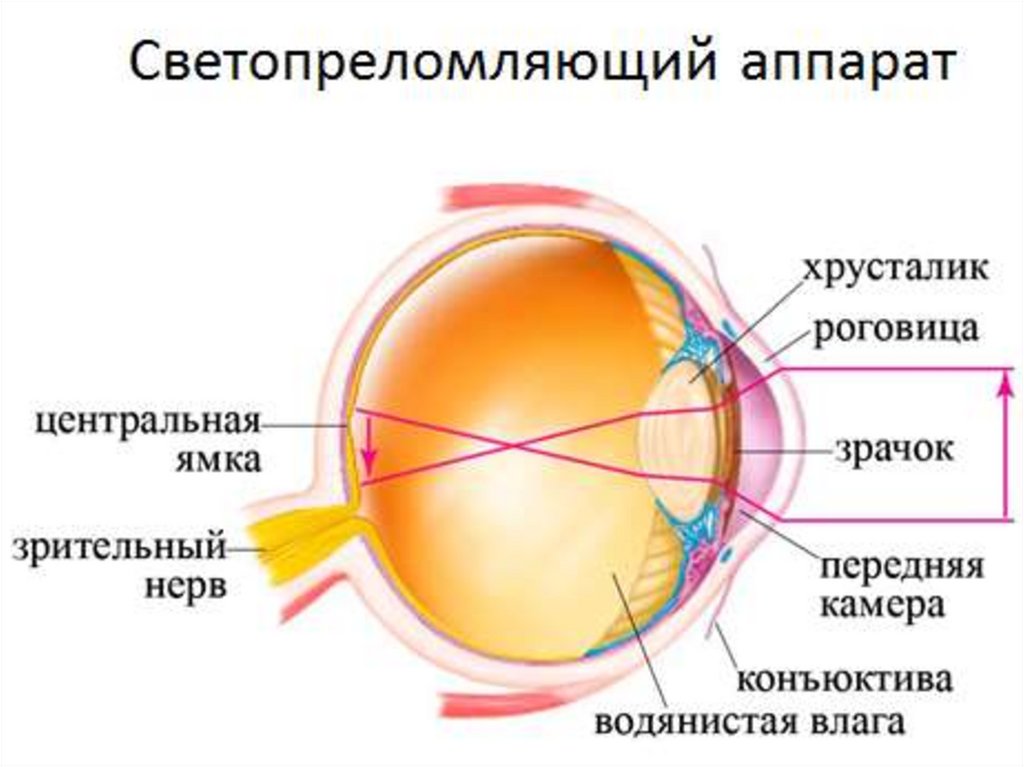 Презентация физиология зрительного анализатора