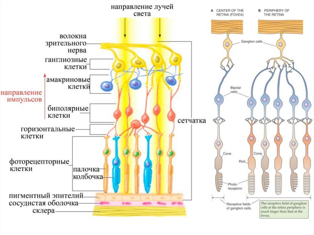 Презентация физиология зрительного анализатора