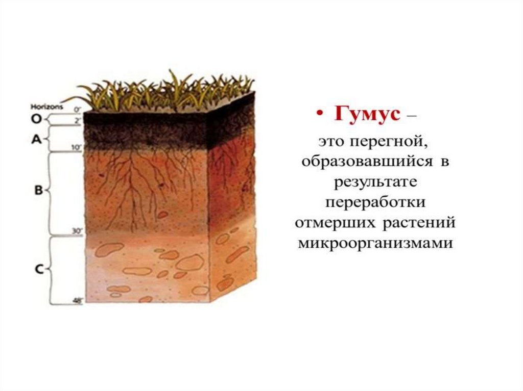 Какая почва менее плодородна. Гумусовый почвенный Горизонт почвы. Черноземы почвы гумус. Образование перегноя гумуса схема. Гумусовый почвенный Горизонт состав.