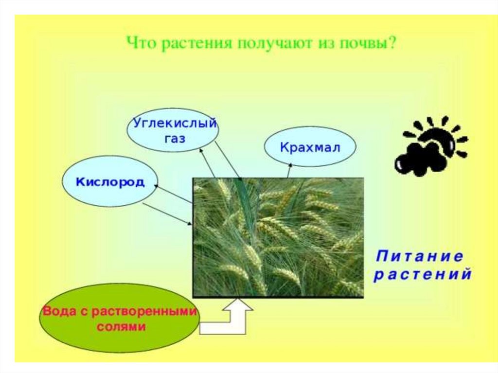 Растение из которых получают. Что растения получают из почвы. Растение из почвы. Модель что растения получают из почвы. МЗ прчвы растения пооучают.