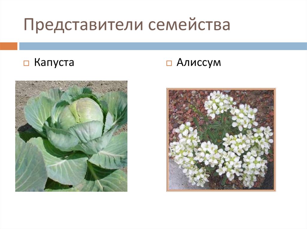 Представители семейства крестоцветные капустные. Представители семейств. Семейства крестоцветные и Розоцветные. Все семейства. Лишнее семейство растений.