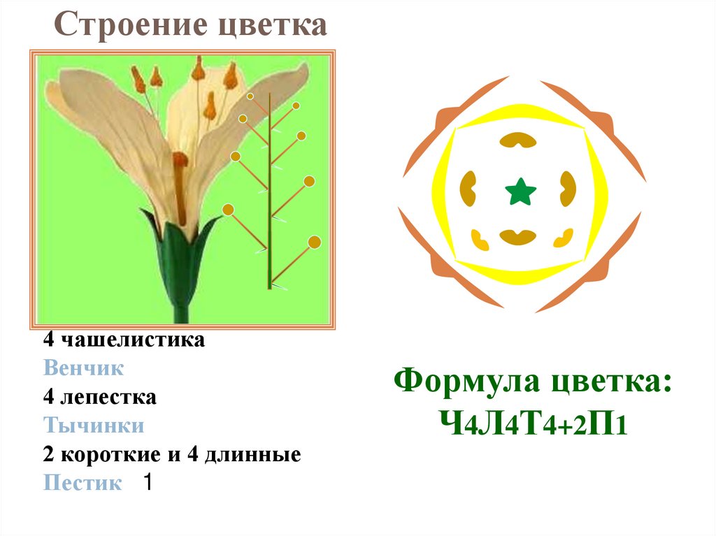 Пастушья сумка диаграмма цветка