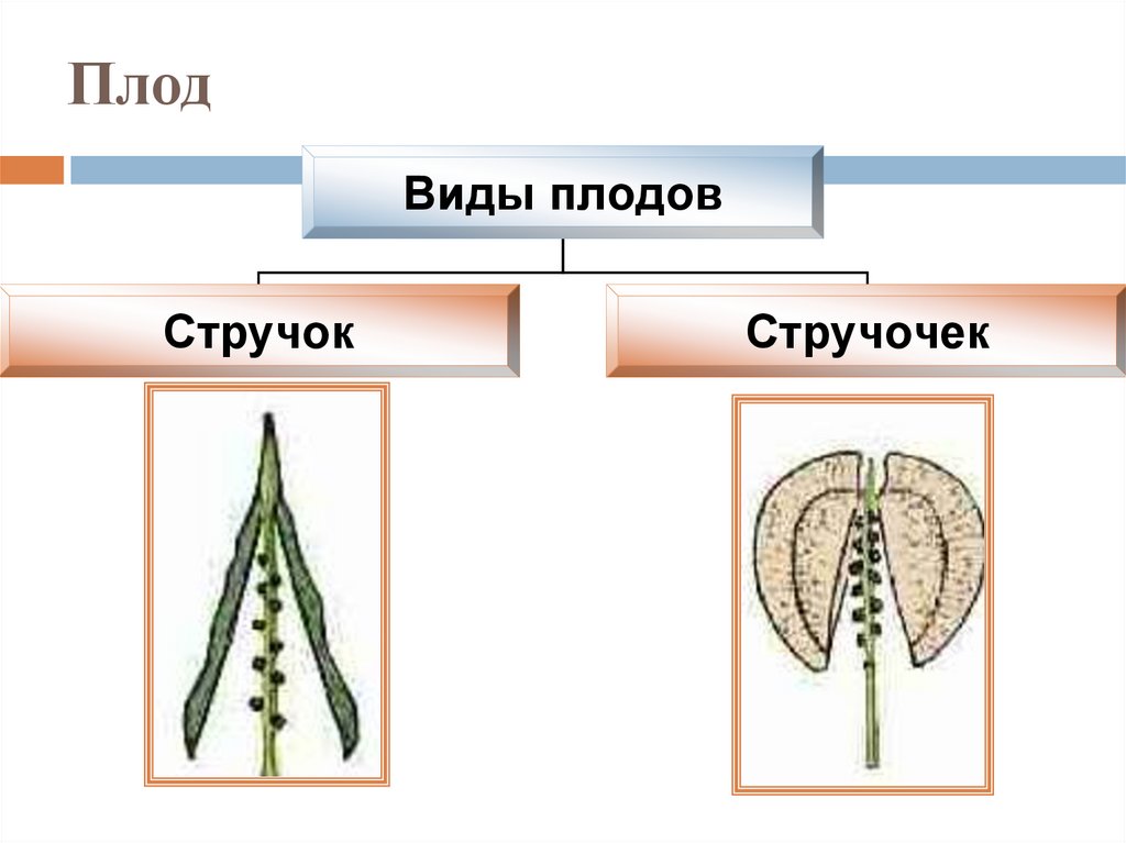 Плод стручок рисунок