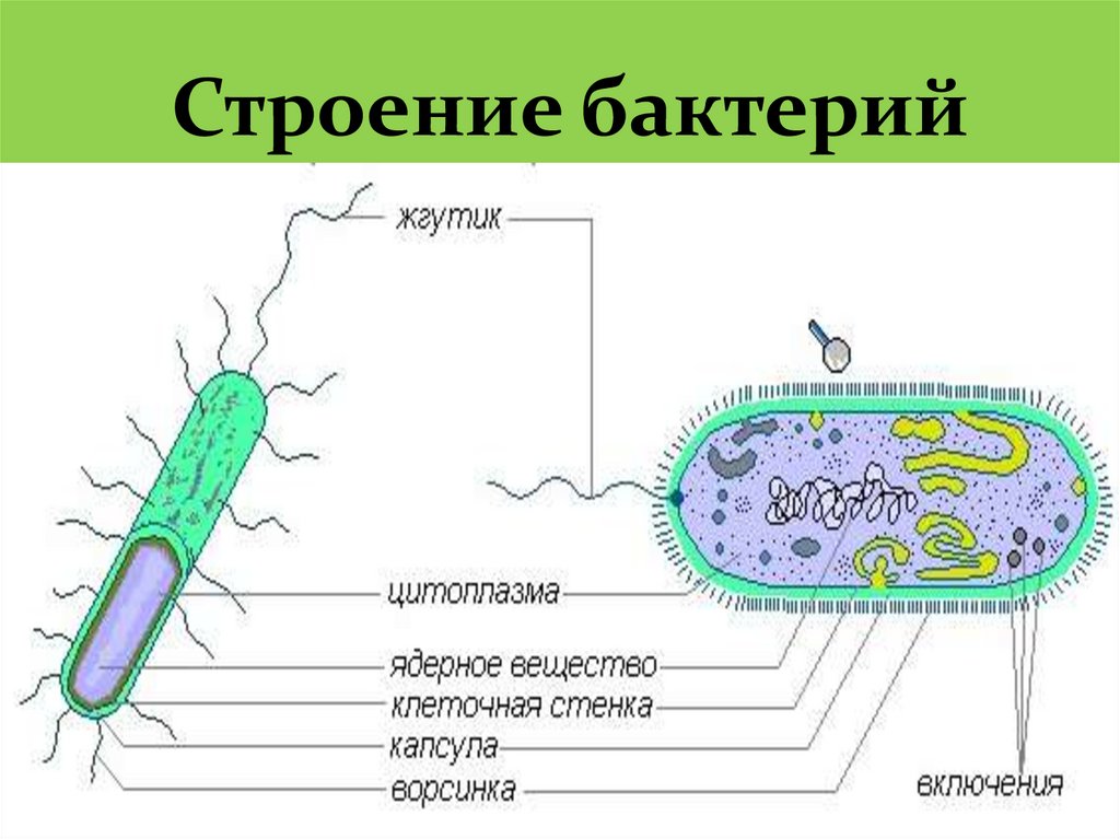 Самостоятельная работа по биологии 7 бактерии. Строение бактериальной клетки вибрион. Клетки бактерии кишечной палочки строение. Бактерия кишечная палочка строение. Схема строения кишечной палочки.