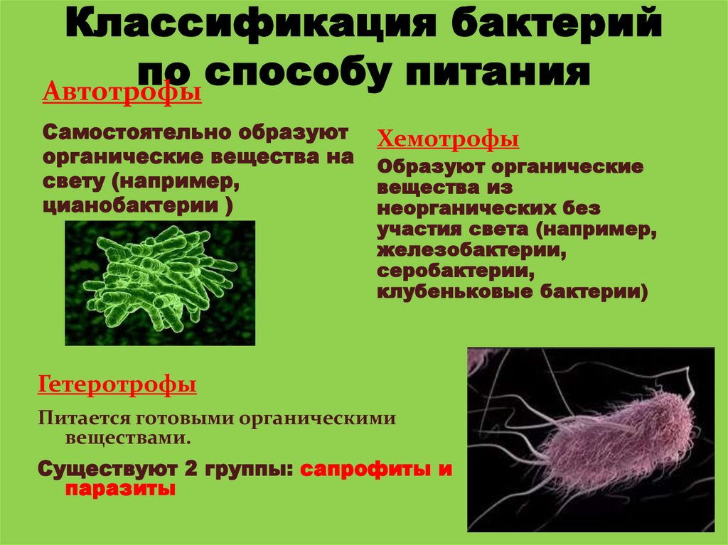 Вирусы это прокариоты. Царство бактерии строение биология. Биология 5 класс строение виды жизнедеятельность бактерий. Характеристика бактерий классификация бактерий. Классификация царства бактерий 5 класс биология.