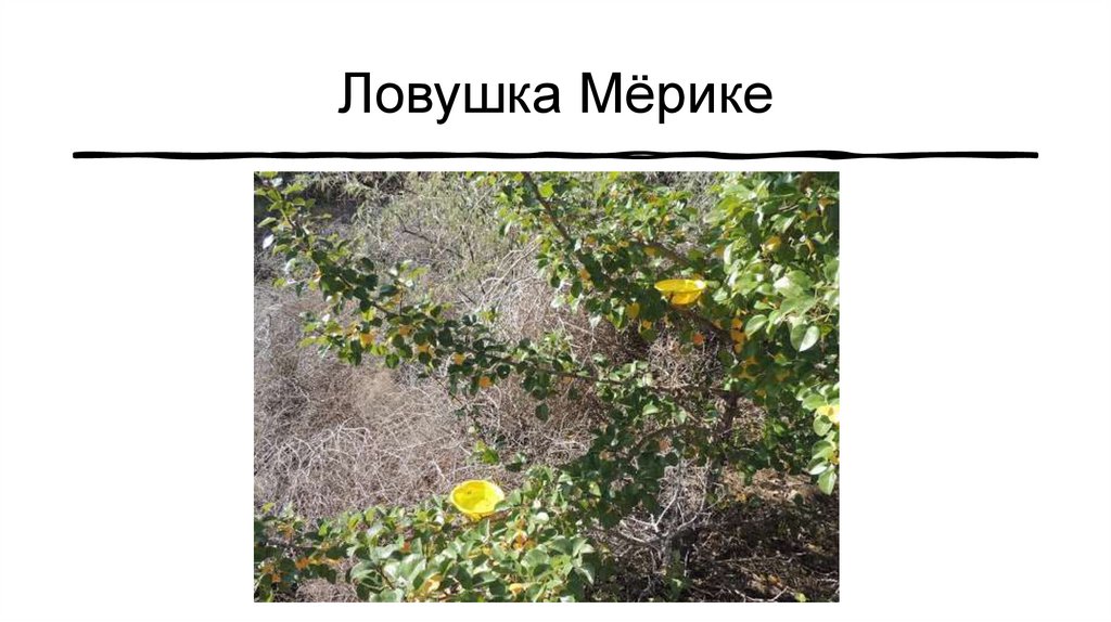 Ловушка Мёрике