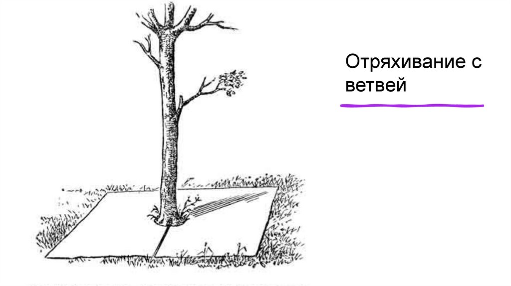 Отряхивание с ветвей