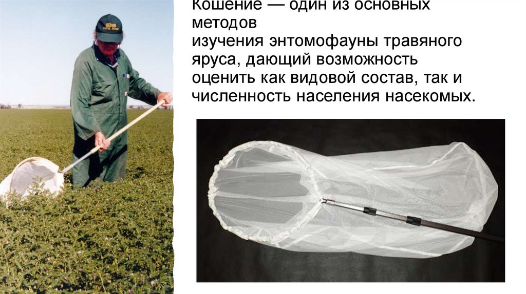 Кошение — один из основных методов изучения энтомофауны травяного яруса, дающий возможность оценить как видовой состав, так и