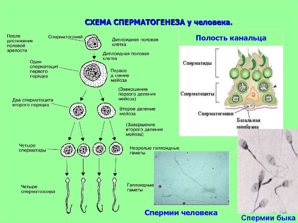 Группы половых клеток. Сперматозоид и овогенез. Период формирования сперматогенез. Сперматогенез 4. Фаза формирования спермиогенез.