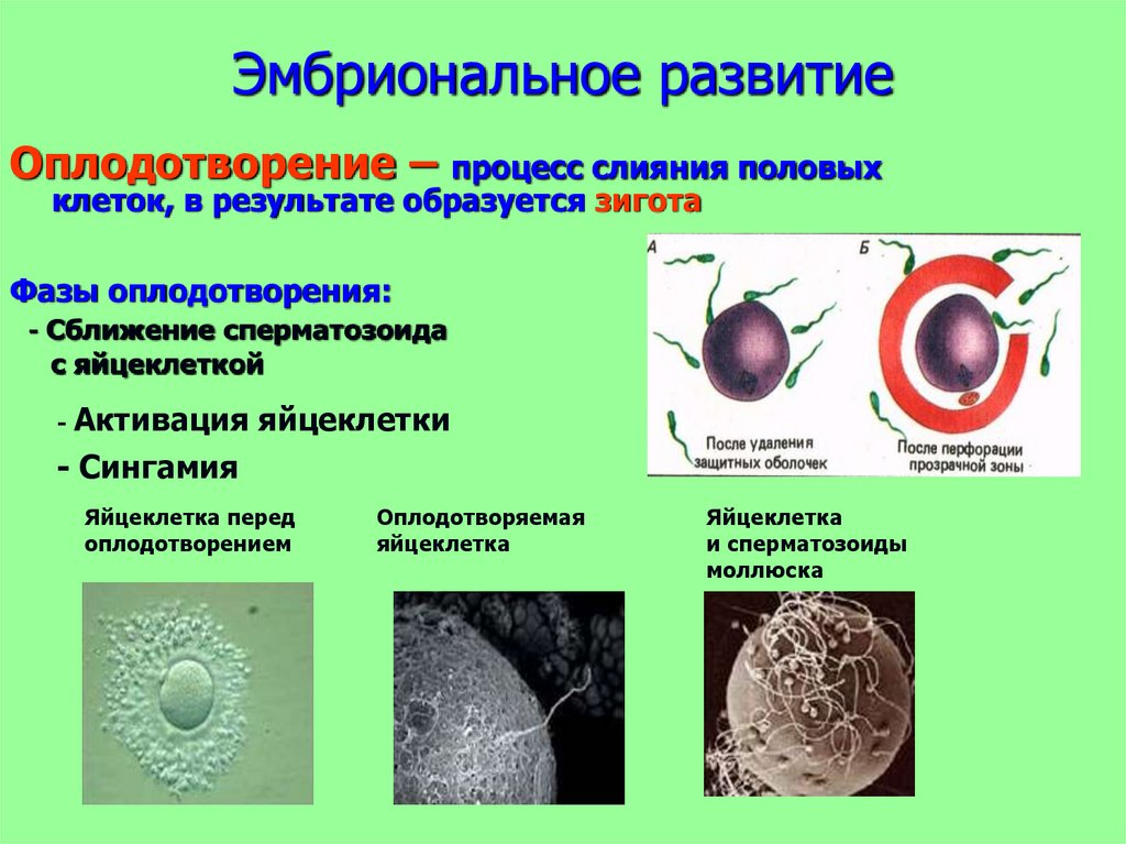 Оплодотворение и развитие презентация