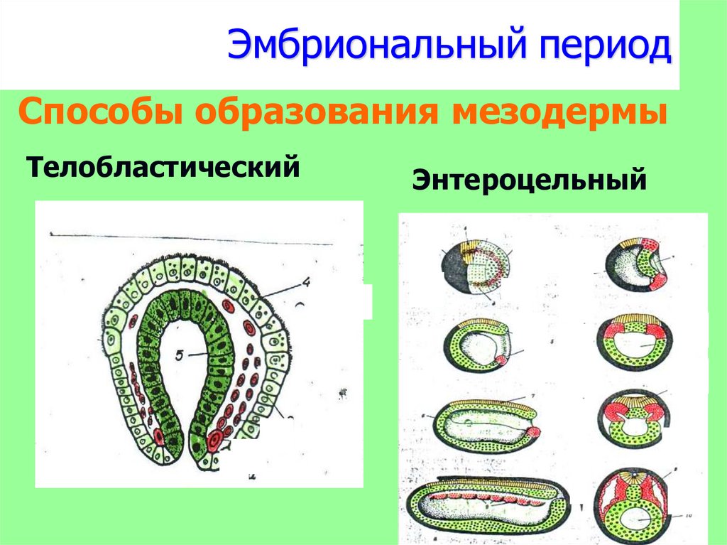 Эмбриональный период. Мезодермы телобластический. Телобластический путь образования мезодермы. Энтероцельный Тип образования мезодермы. Телобластический способ образования мезодермы.