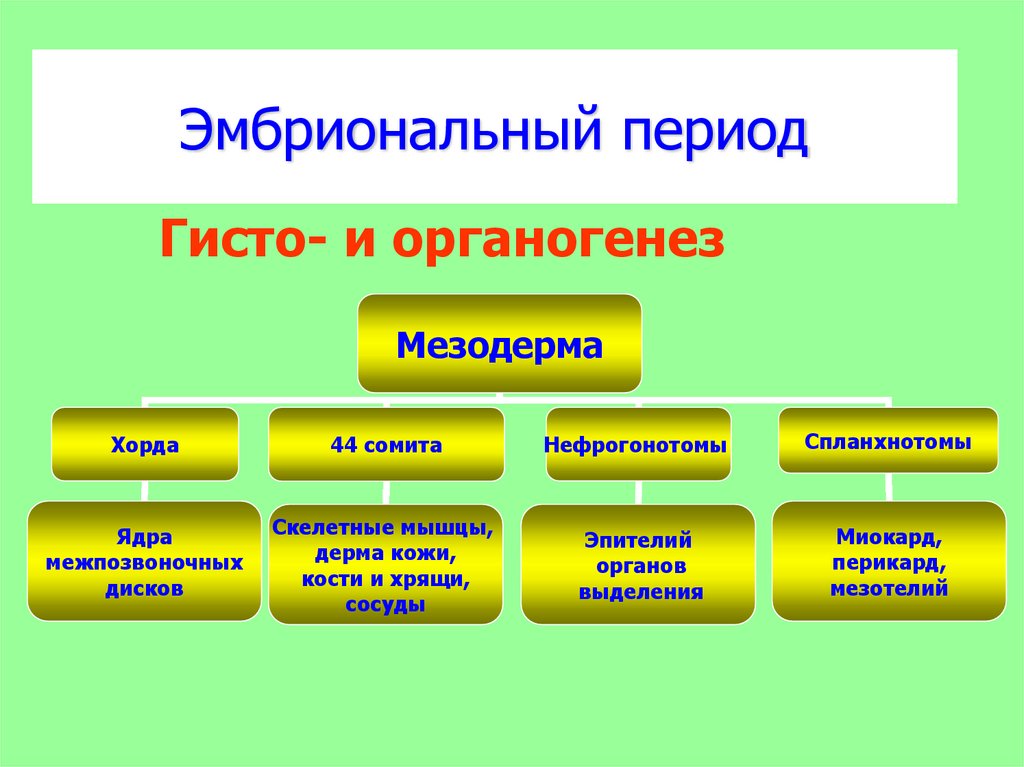 Онтогенез презентация пименов