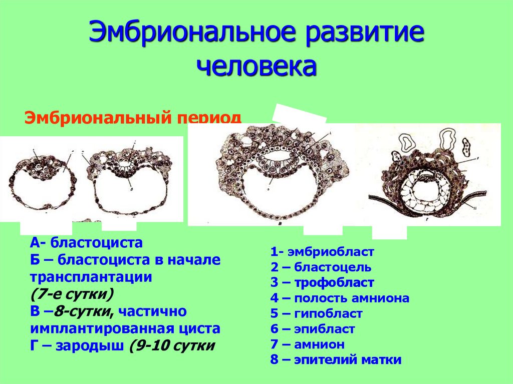 Эмбриональное развитие человека. Эмбриональный период человека. Эмбриональное развитие таблица. Этапы эмбрионального развития человека. Источники эмбрионального развития.