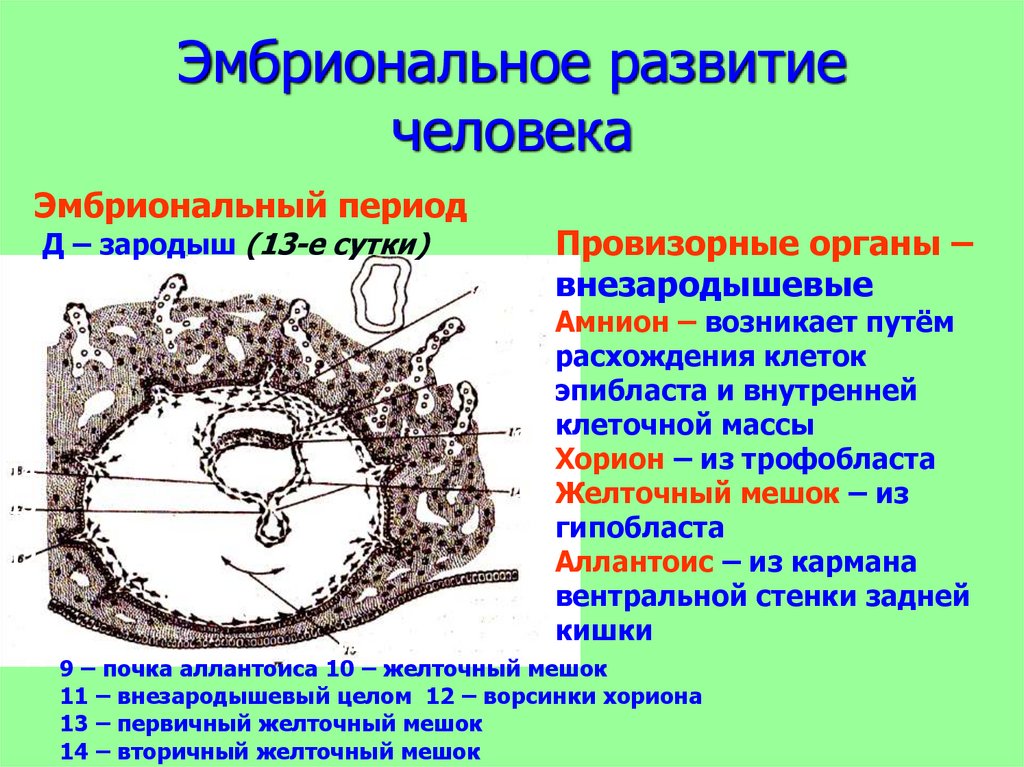 Внезародышевые органы презентация