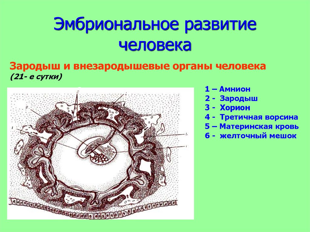 Внезародышевые органы презентация