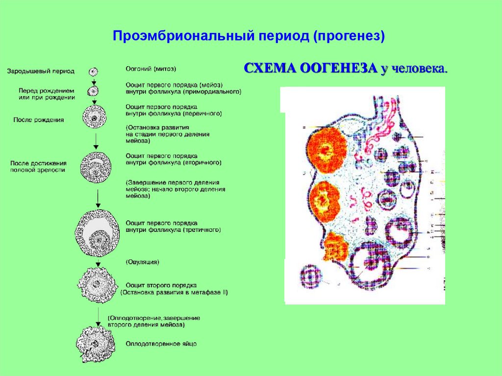 Митотическое деление оогоний. Проэмбриональный период. Проэмбриональный период онтогенеза. Этапы прогенеза. Процессы, происходящие в период прогенеза:.