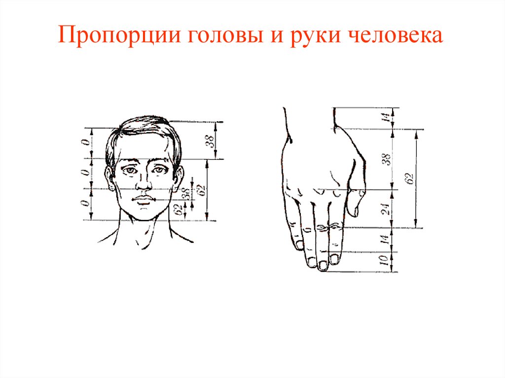 Длина лба. Пропорции ладони. Пропорции руки человека. Пропорции человеческой руки. Соотношение руки и головы.