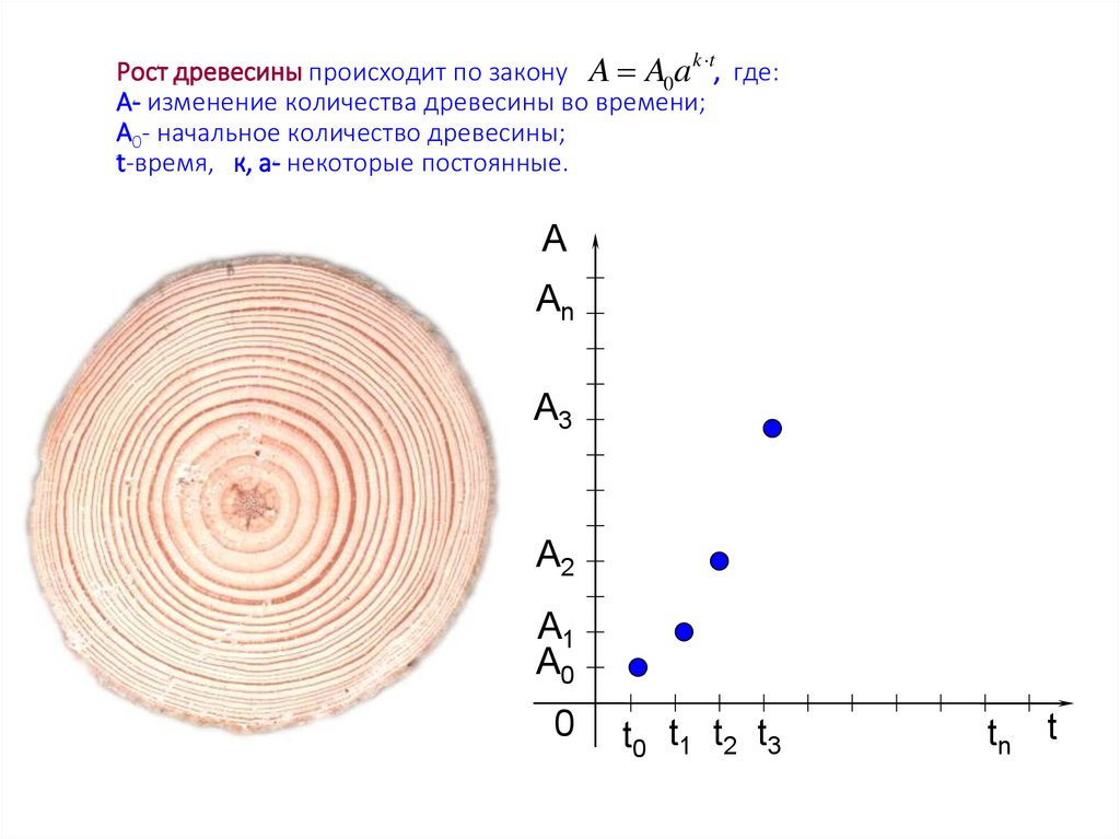 Рост древесины происходит по закону , где: A- изменение количества древесины во времени; A0- начальное количество древесины;