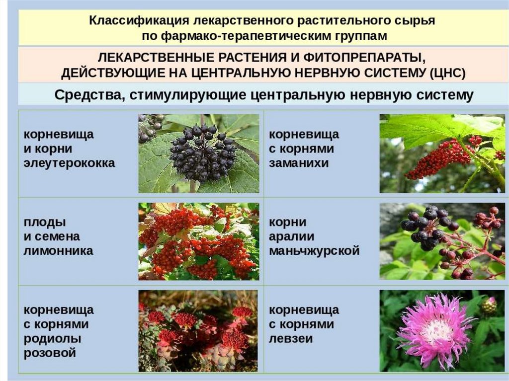 Группа растений которых является. Лечебные растения. Систематика лекарственных растений. Лекарственное растение по группам. Лекарственные кустарники.