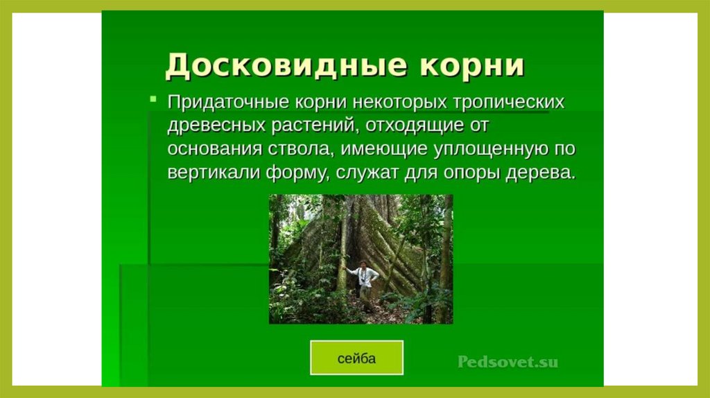 Видна корень. Досковидные корни функции и примеры растений. Представители тропических древесных растений 5 класс.