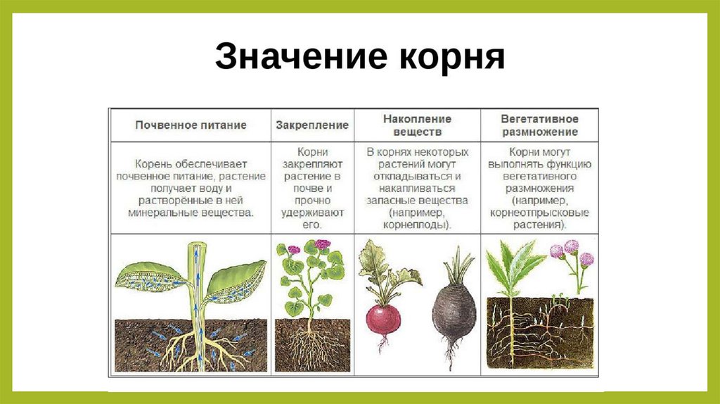 В чем заключается размножение в жизни растения. Видоизменения и функции корня. Значение корня для растения.