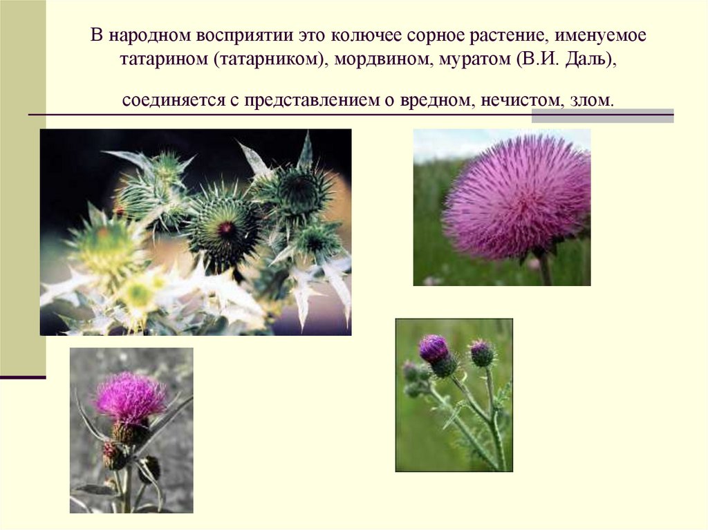 В народном восприятии это колючее сорное растение, именуемое татарином (татарником), мордвином, муратом (В.И. Даль),