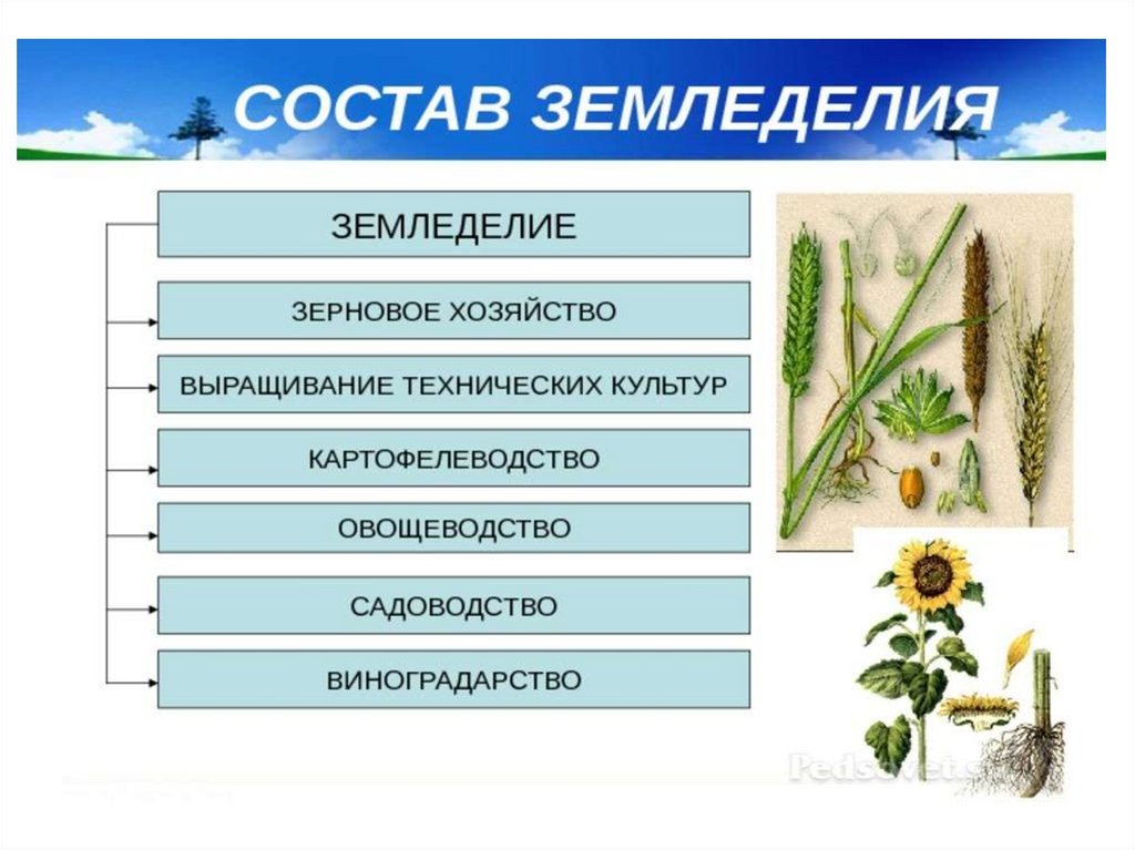 Заполни схему что выращивали крестьяне земледелие