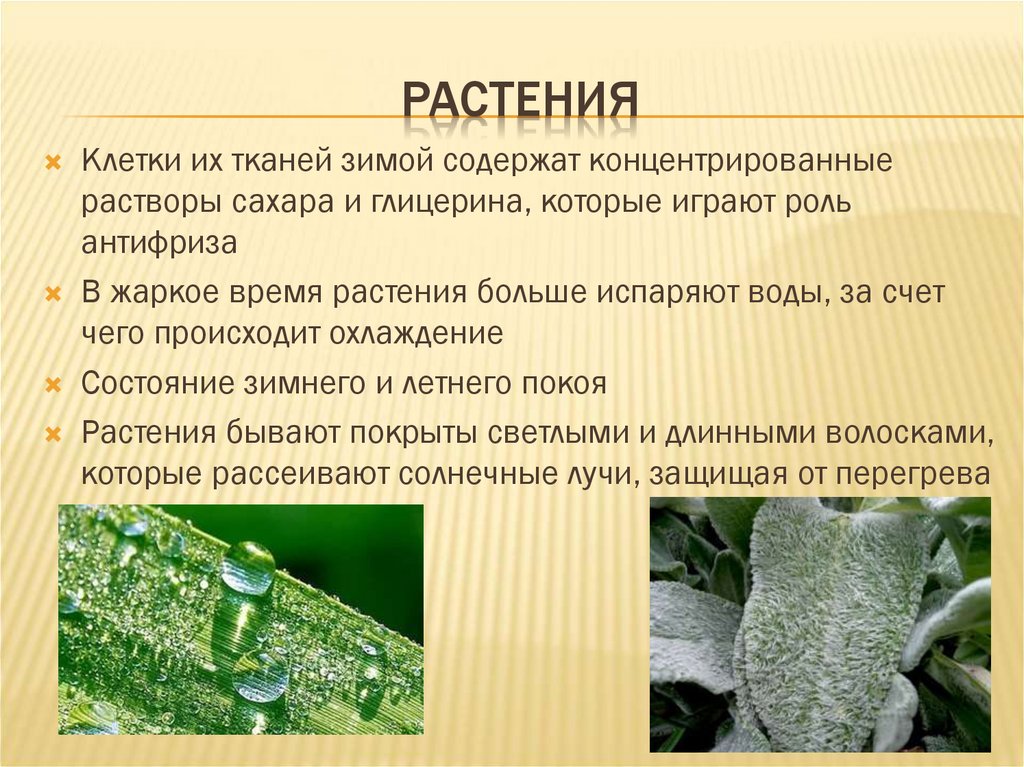 РАСТЕНИЯ