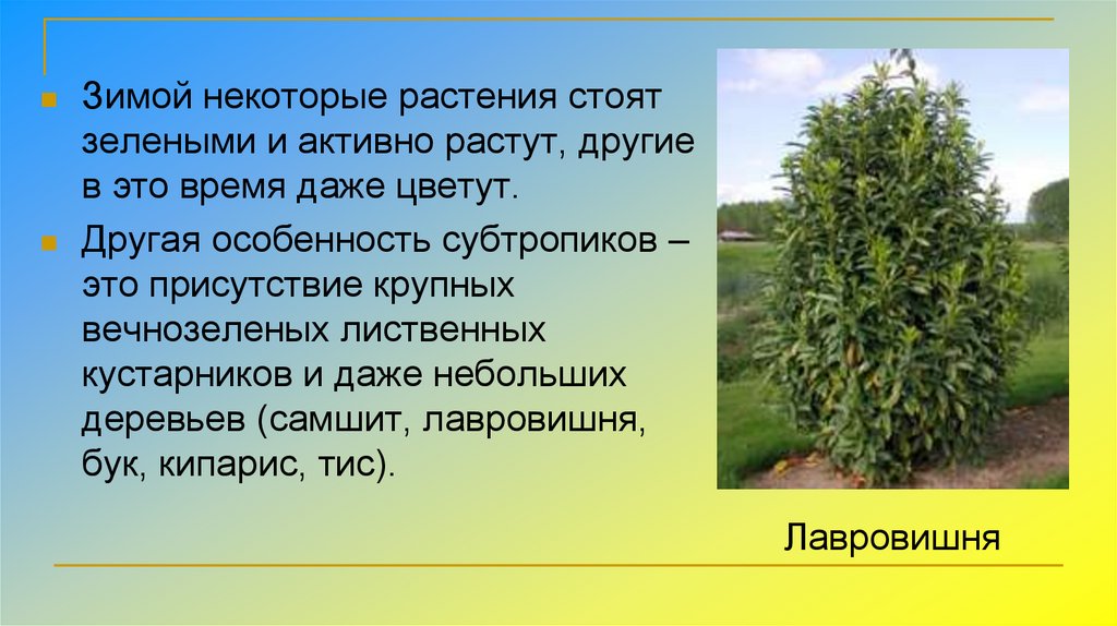 Субтропики окружающий 4. Влажные субтропики растения. Информация о субтропиках. Растительность влажных субтропиков. Растения субтропиков 4 класс.