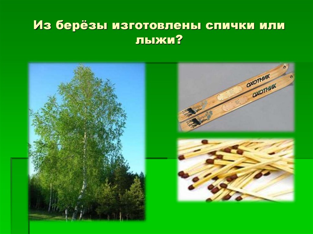Из берёзы изготовлены спички или лыжи?