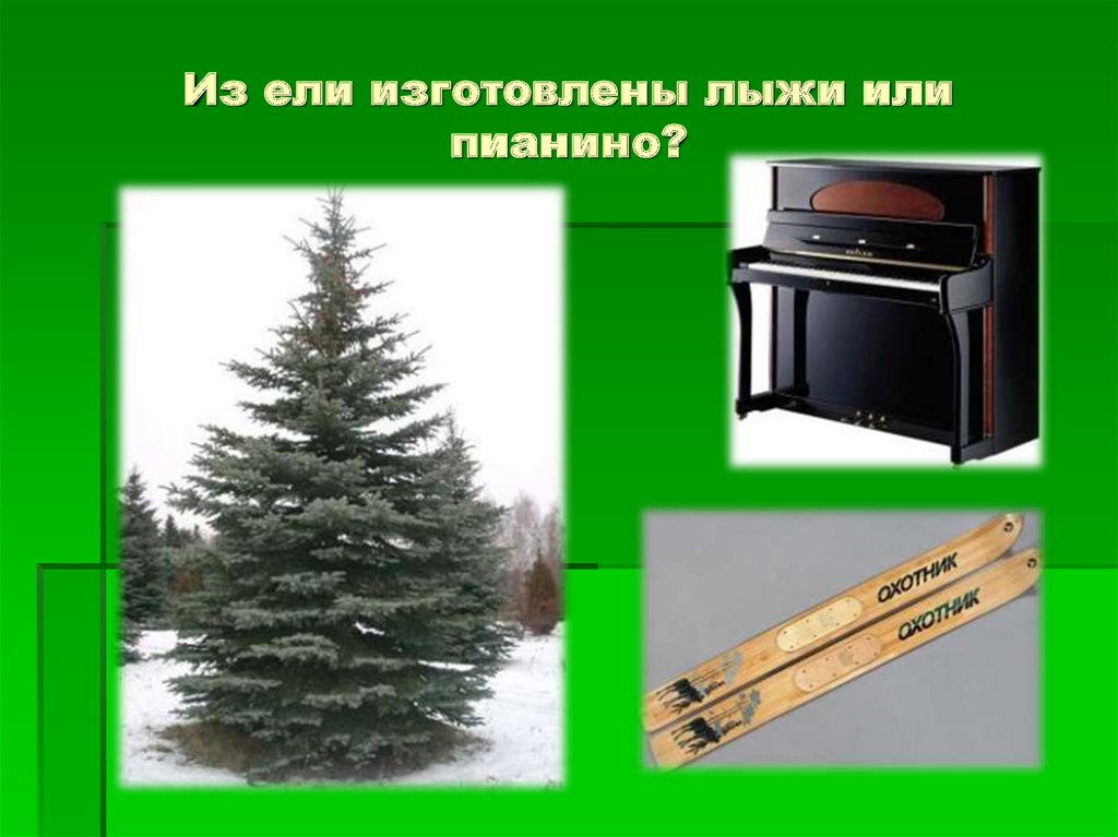 Из ели изготовлены лыжи или пианино?