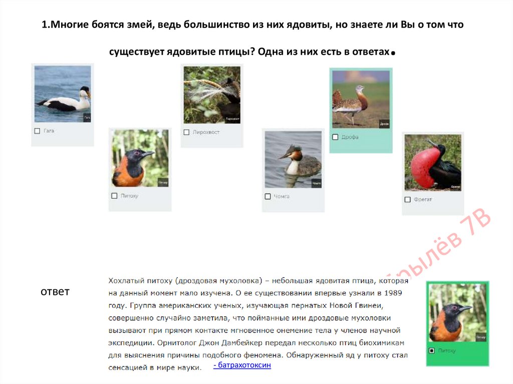 1.Многие боятся змей, ведь большинство из них ядовиты, но знаете ли Вы о том что существует ядовитые птицы? Одна из них есть в