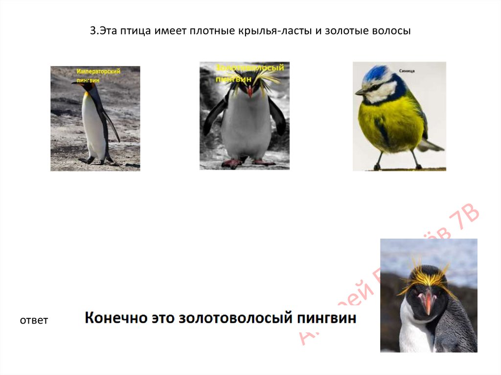 3.Эта птица имеет плотные крылья-ласты и золотые волосы