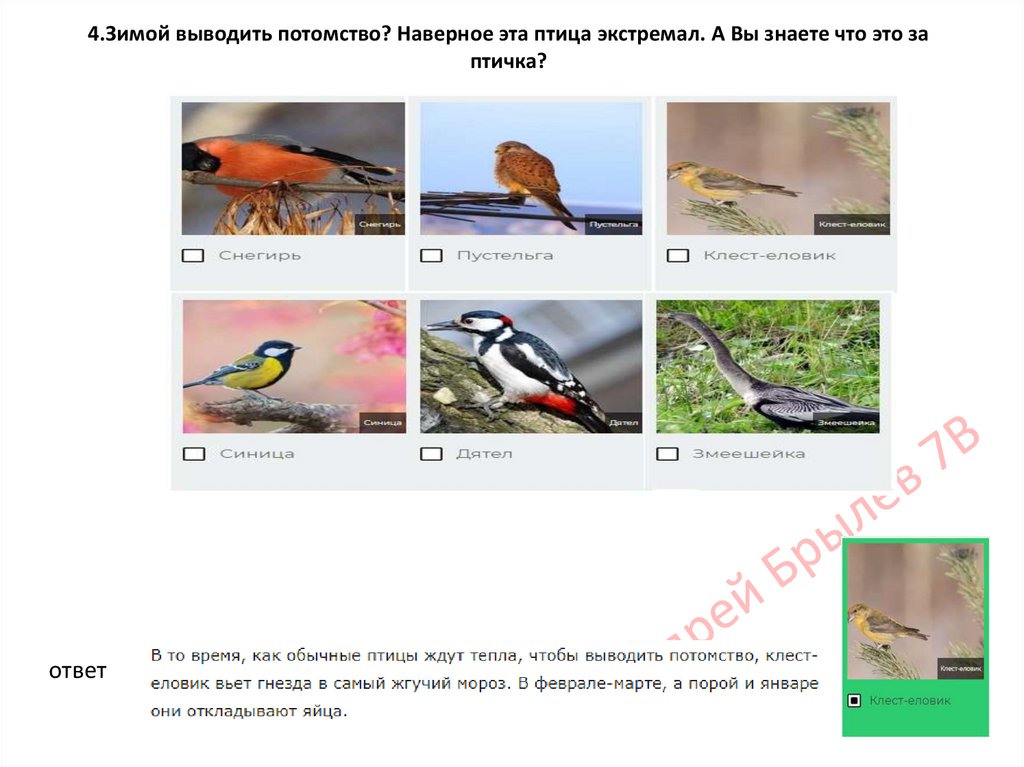 4.Зимой выводить потомство? Наверное эта птица экстремал. А Вы знаете что это за птичка?