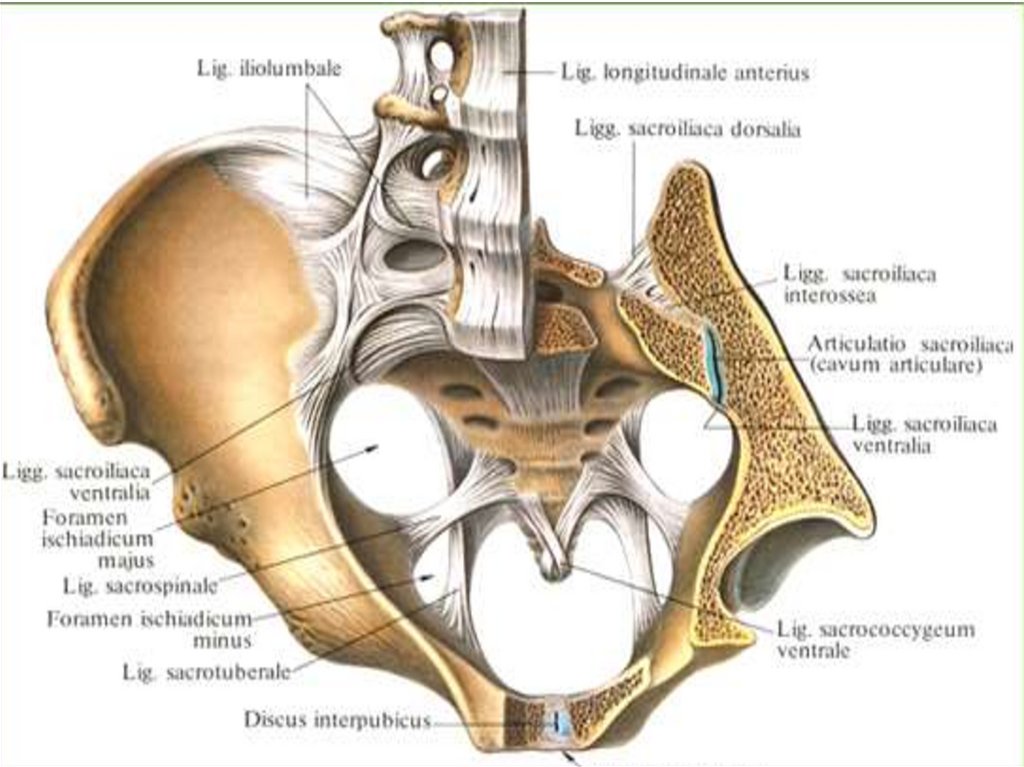 Крестец подвздошная кость. Соединение крестцово подвздошного сустава. Крестцово-подвздошный сустав таза. Соединение костей таза анатомия. Кости тазы суставы анатомия.