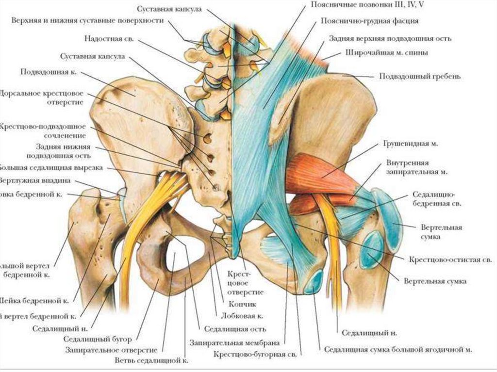 Какие связки. Связки таза и тазобедренного сустава вид спереди. Связки таза и тазобедренного сустава вид сзади. Подвздошно-бедренная связка, Lig. Iliofemorale. Крестцово-подвздошный сустав латынь.