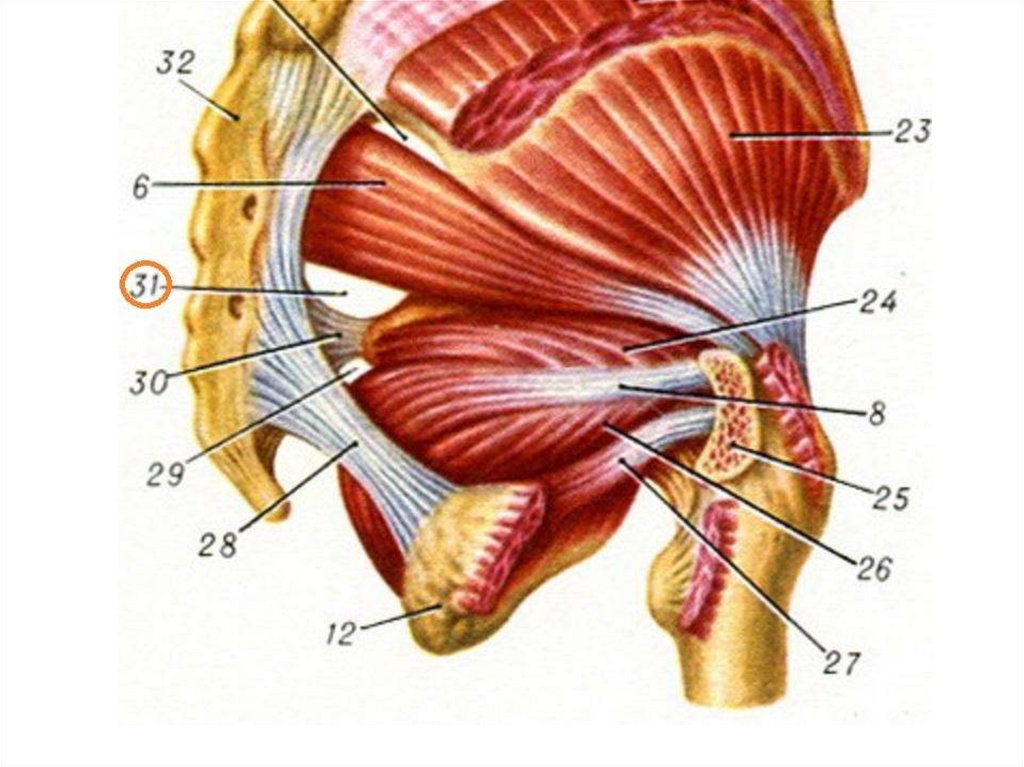 Слой ягодичных мышц. Надгрушевидное отверстие топографическая анатомия. Мышцы таза анатомия. Ягодичные мышцы топографическая анатомия. Мышцы ягодичной области анатомия.
